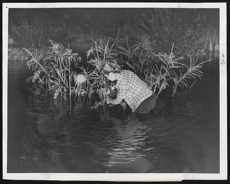 Woman harvesting flooded corn