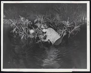 Woman harvesting flooded corn