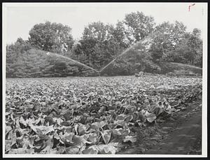 Crop-Saving Water-An irrigation sprinkler spews a life-saving spray across top of cabbages in a Framingham truck garden. On other truck farms where such equipment was not available, crops lay deadened by lack of water.