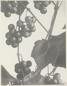 296. Vitis labrusca, wild grape, northern fox grape