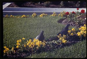 Two pigeons next to yellow flowers