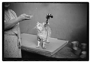 Cat show