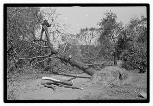Uprooted tree