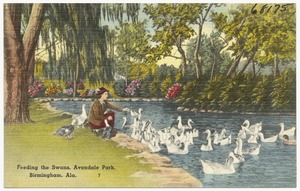 Feeding the swans, Avondale Park, Birmingham, Ala.