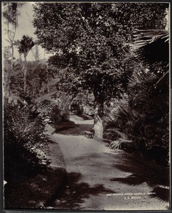 West Entrance of Botanic Garden, Saint Vincent, Caribbean