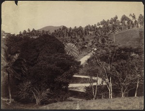 View of winding road through trees and garden, Samoa
