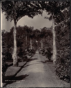 Center Walk, Botanic Garden, Saint Vincent, Caribbean