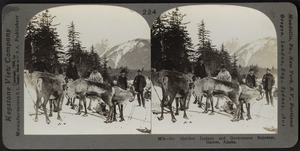 Dr. Sheldon Jackson and government reindeer, Alaska