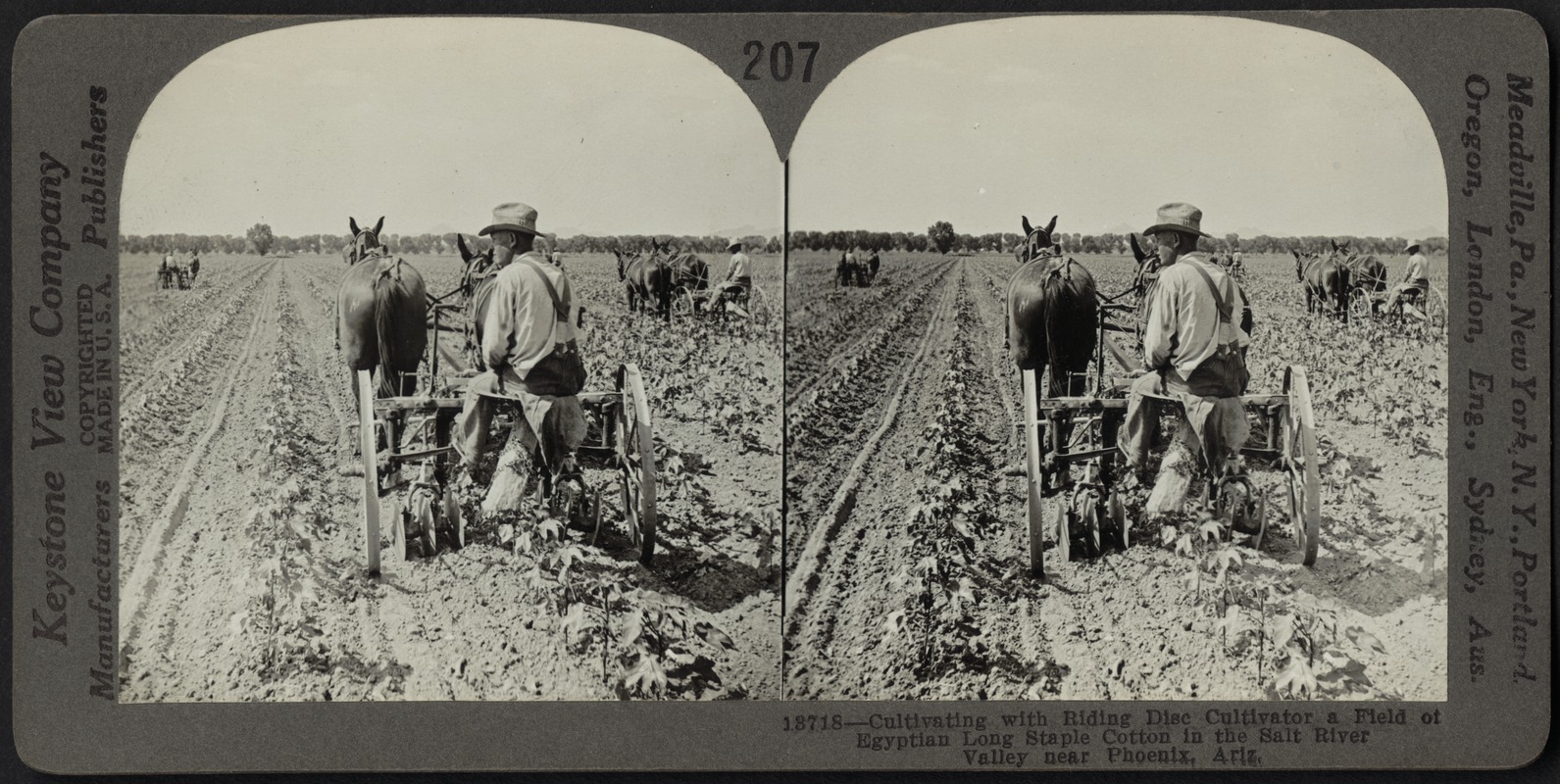 Cultivating Egyptian cotton, Arizona