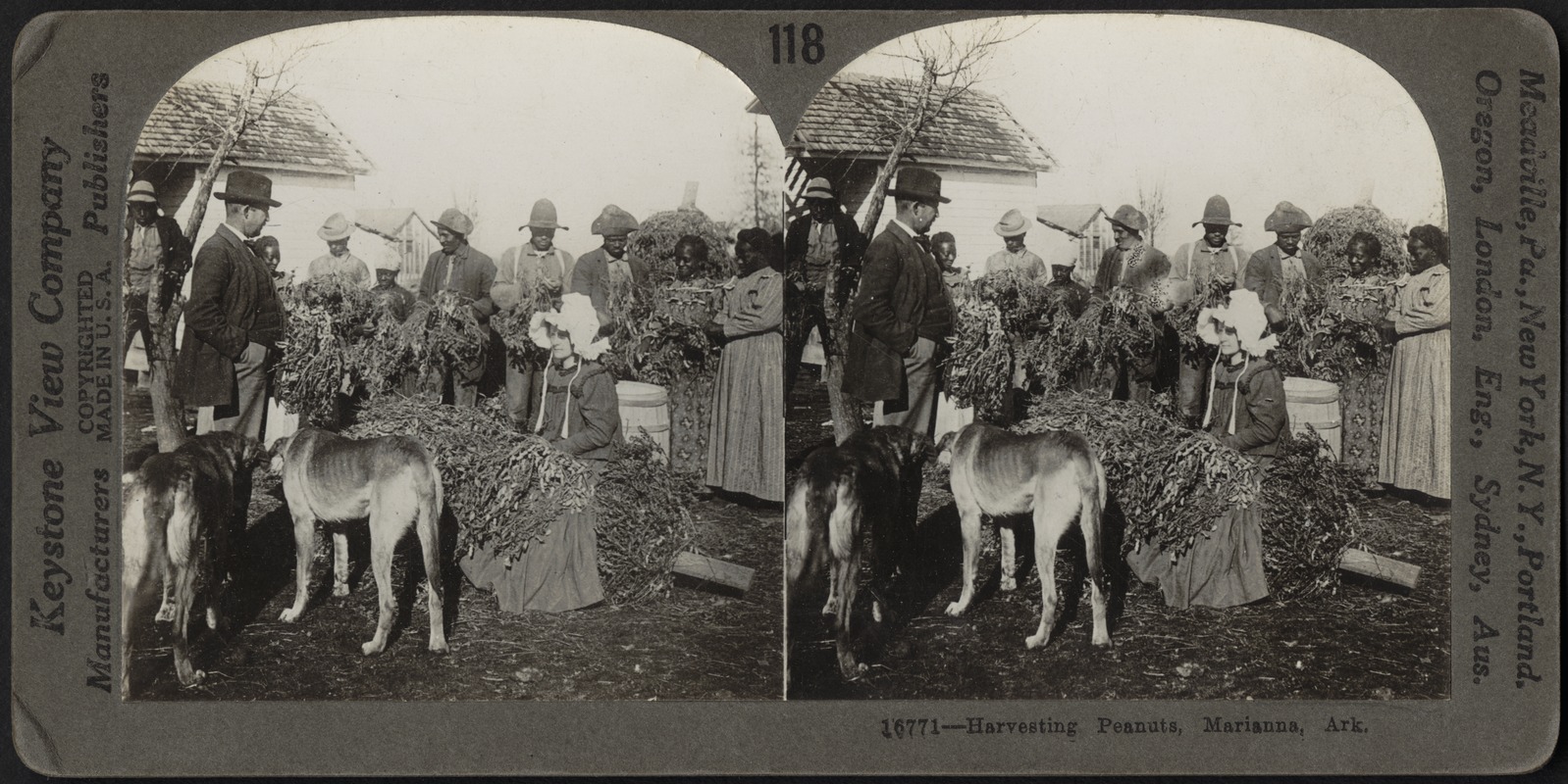 Harvesting peanuts, Marianna, Arkansas