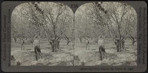 Harvesting almonds, California
