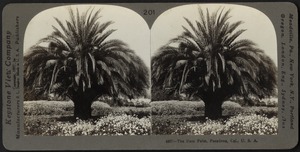 The date palm, Pasadena, California