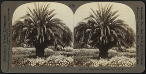 The date palm, Pasadena, California