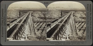 Irrigating from the great mountain reservoirs by means of which orange groves supplant sage brush