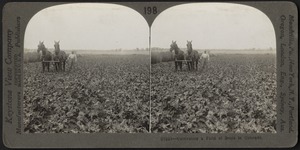 Cultivating a field of beets in Colorado