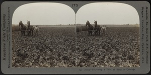 Cultivating a field of beets in Colorado