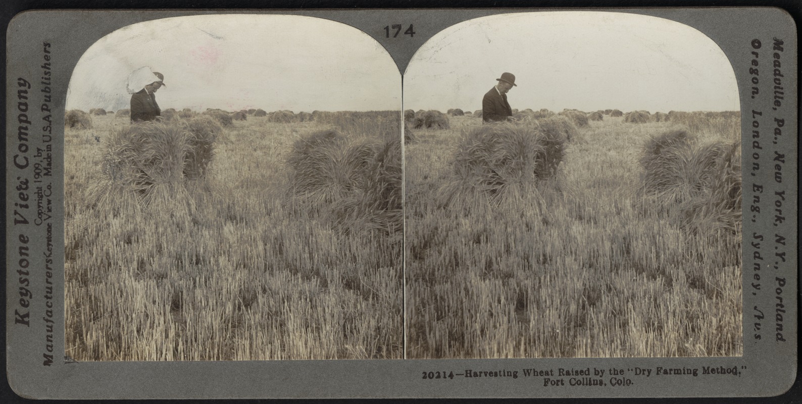 Harvesting wheat raised by the "dry farming method," Fort Collins, Colo.