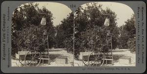 Picking oranges, Rockledge Florida, U.S.A.
