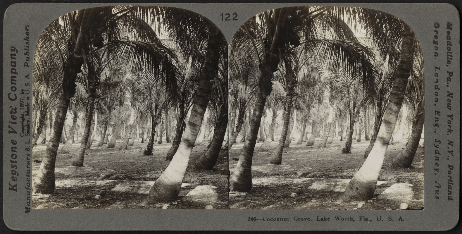 Cocoanut grove, Lake Worth, Florida