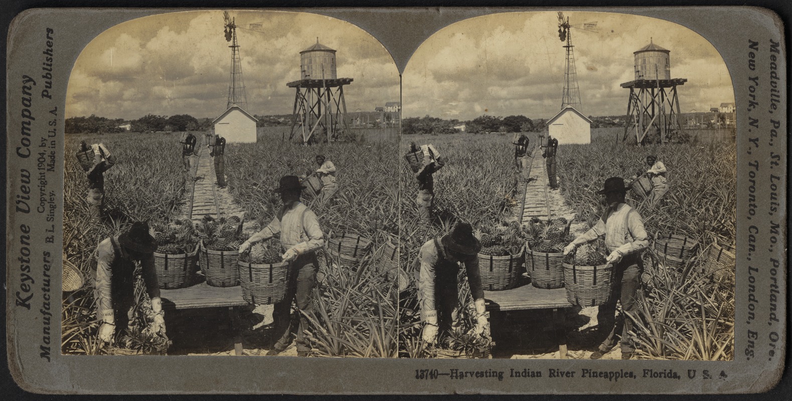 Harvesting Indian River pineapples in Florida