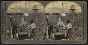 Harvesting Indian River pineapples in Florida