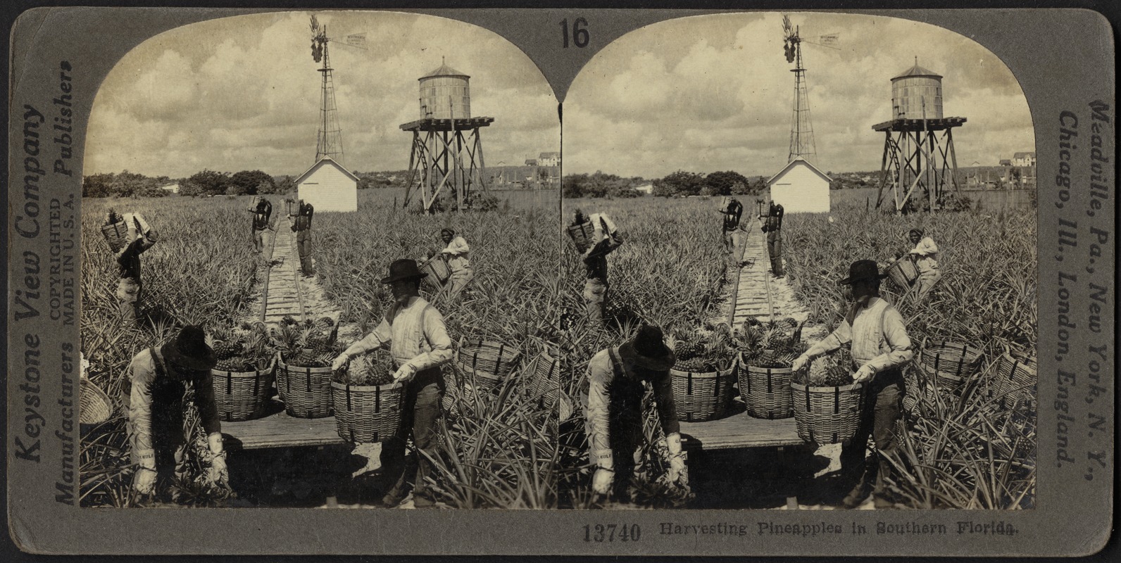 Harvesting Indian River pineapples in Florida