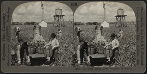 Harvesting pineapples in Florida