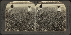 Pineapple field in Florida