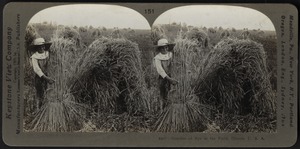 Bundles of rye in the field, Illinois