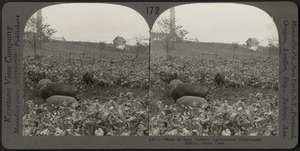 Hogs in rape pasture, Iowa