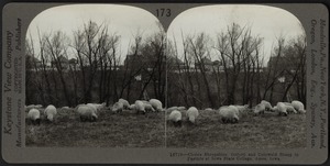 Three breeds of sheep, Iowa