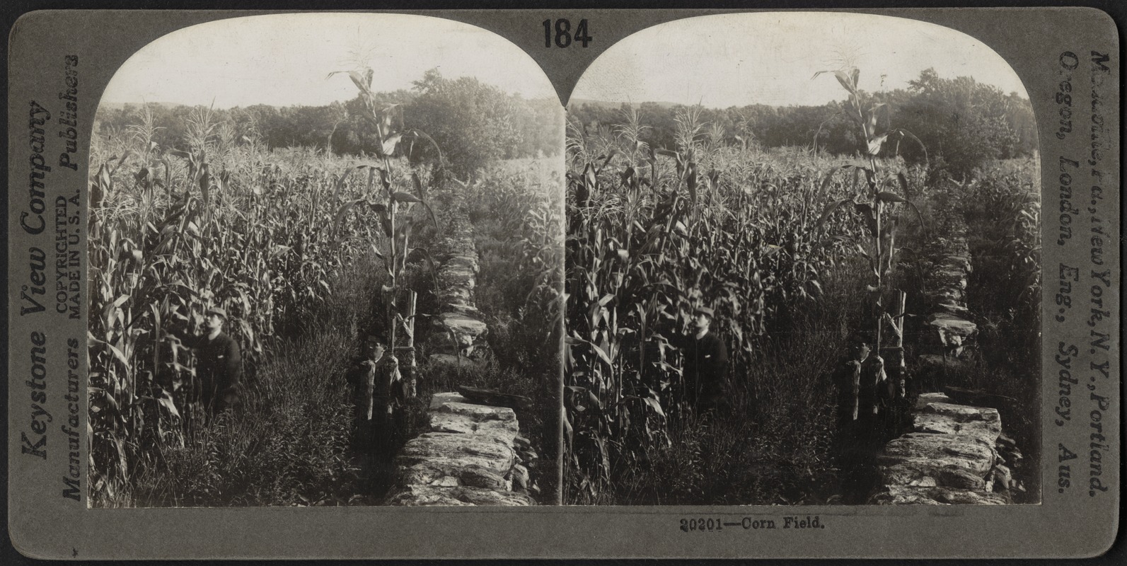 Corn field in Kansas