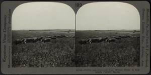 Poland China hogs in an alfalfa pasture, Kansas