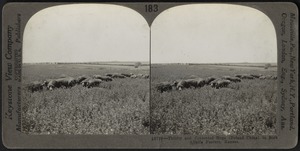 Poland China hogs in an alfalfa pasture, Kansas