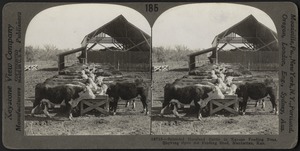 Feeding Hereford cattle, Manhattan, Kansas