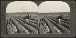 Harvesting celery near Kalamazoo, Michigan