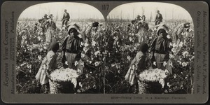 Picking cotton on a Mississippi plantation