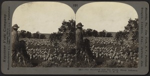 The shepherd and his flock, Montana