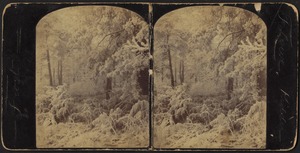 Frost at Aldington Wood 1893