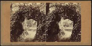 In the groves of Blarney, Cork, Ireland