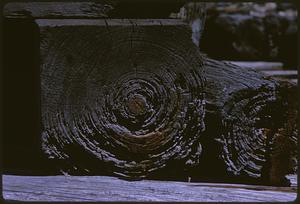 Tree rings on the end of a log