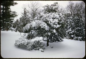 Winter, Arnold Arboretum