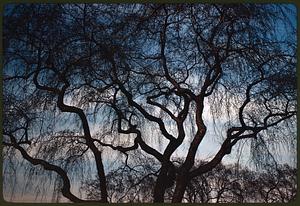 Leafless treetops against sky