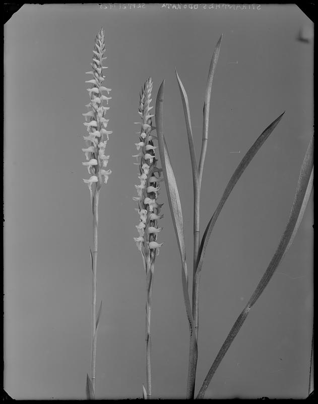 Spiranthes odorata