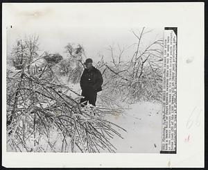 Ice Wrecks Orchard--The recent ice storm took a heavy toll of fruit trees in eastern Ohio as can be seen here as Sam Kerns surveys broken trees in his Belmont county peach orchard. Kerns lost 250 of his 1300 trees, all at their peak production age. He estimated the loss at $5,000.