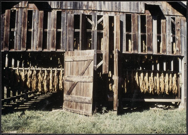 Tobacco drying