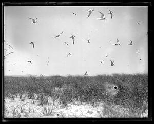 Seagulls flying over a beach