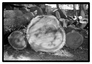 A pile of wood