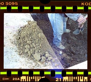 Copley Square tree planting