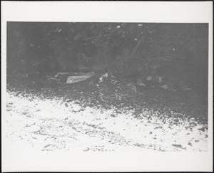 Litter among hedges